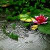 雨滴9929头像