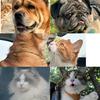 7688的猫狗们头像