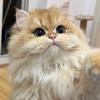 福袋是小猫咪呀头像
