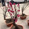 明天会更好呀头像