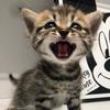 猫十七头像