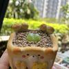 美淘花器头像