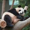 宝姐拍熊猫头像