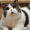 崔大猫头像