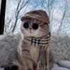 午后一只猫(逆水寒手游)头像