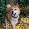 中华田园犬（三哥）饲养员头像