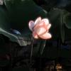 花辞树头像