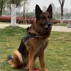 退役警犬巴顿头像