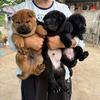 高档五黑犬（中华田园犬）南陵丫山头像