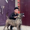 00后猛犬小马（大名县锐雪草业））头像
