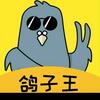 常熟小胜胜（家养鸽）头像
