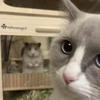 猫澈头像