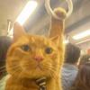 弯尾猫头像