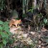 真实战猎狗🐍头像