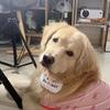 小斗米勒（带🐶上班）头像