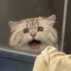 我有四只猫头像