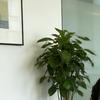 夏季开花头像