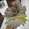 小王玛瑙批发头像