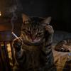 狸花不是猫头像