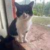 猪糯糯头像