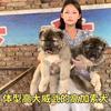 熙然宠物头像