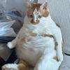 爱剪辑的大猫头像