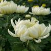 数学小子头像
