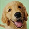 金毛评测犬头像