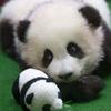 阿克苏Olive头像