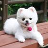 蓝狸再现头像