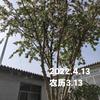 老槐树，头像
