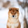 。。。八月雪之把锅烧辣头像