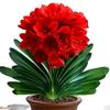 讠wj6BNk乃头像
