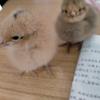 小花小鹿头像