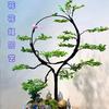 花花姐园艺头像