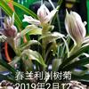幽兰S石间头像