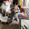 长青树头像