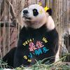 掉进🐼坑的angel_nana头像