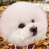 咪了个猫头像