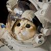 猫晓（国服杨玉环海月弈星沈梦溪）头像