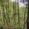山林绞盘头像
