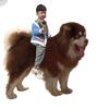 临沂奇迹阿拉斯加犬业头像