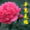 一叶知秋头像