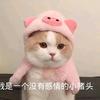 小柳鸽头像