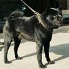 广贵猎犬九哥头像