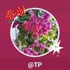 TP头像