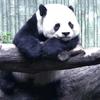 谁还不是个国宝头像