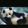 🐼熊猫🐼头像