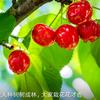 向阳花头像