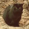 我和流浪猫头像